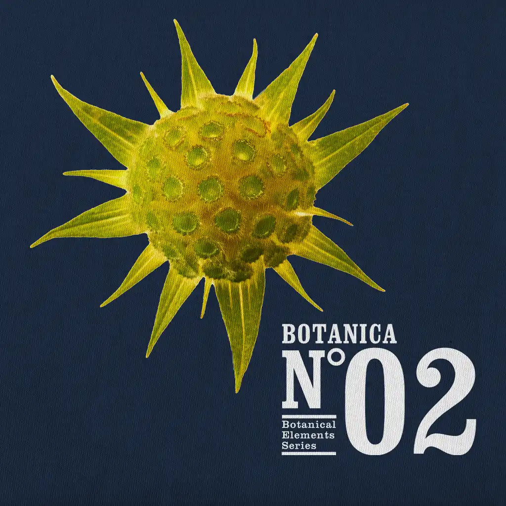 Design of Botanica N.02 displaying spiny golden star (pallenis spinosa), flower.